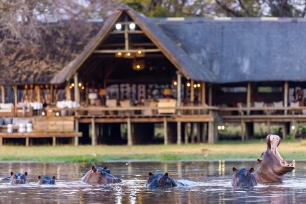 Hippos looking above water with elevated Sable Alley in the background