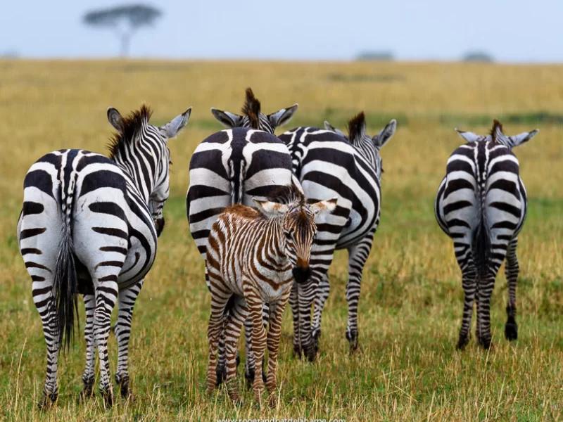 Four adult zebra with the backs to the camera and one baby zebra facing camera