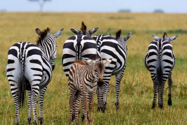 Four adult zebra with the backs to the camera and one baby zebra facing camera