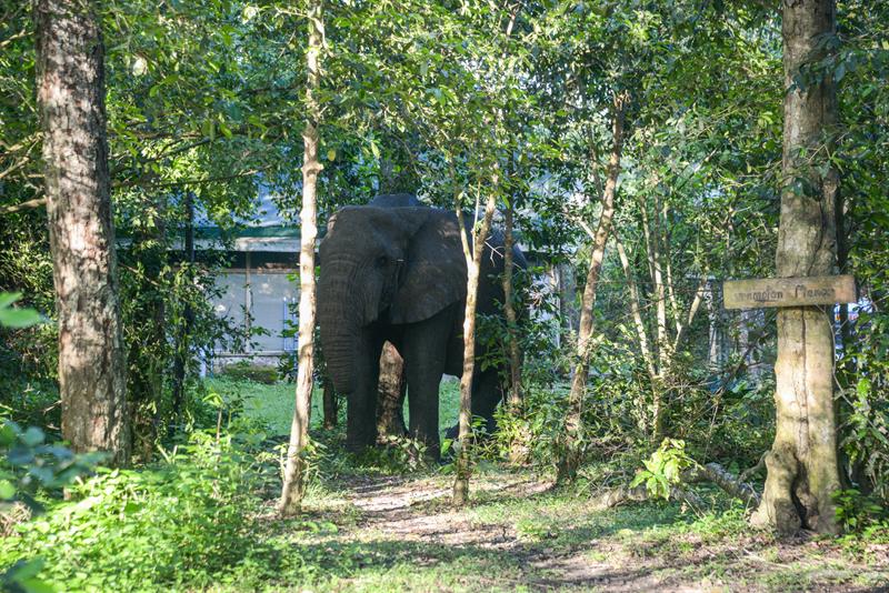 Elephant walking through forest area