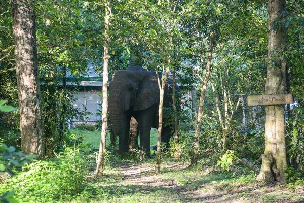 Elephant walking through forest area