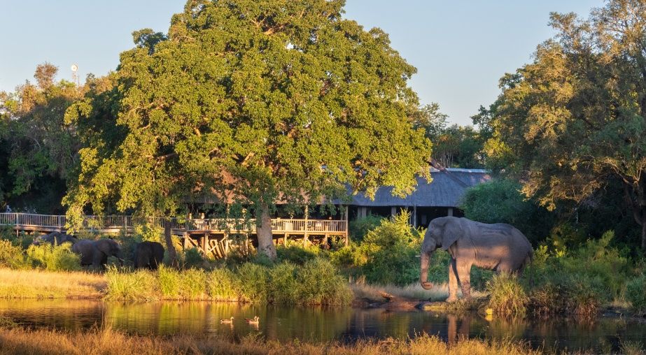 Sabi Sabi Bush Lodge behind large tree and elephant walking into the water