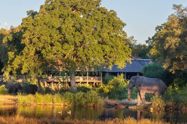 Sabi Sabi Bush Lodge behind large tree and elephant walking into the water