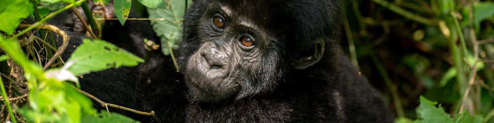 Close up of gorilla in forest