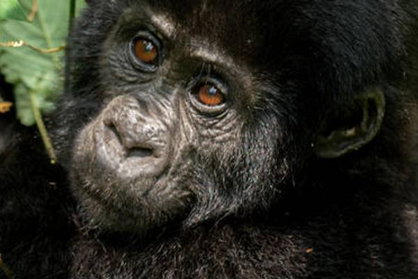 Close up of gorilla in forest