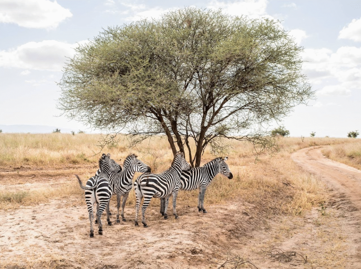 Zebras in Southern Africa