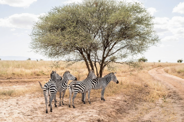Zebras in Southern Africa