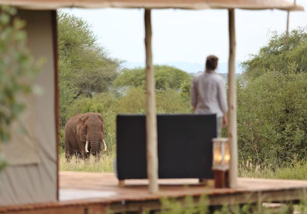Person watching an elephant walking through trees towards them