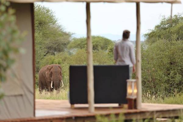 Person watching an elephant walking through trees towards them