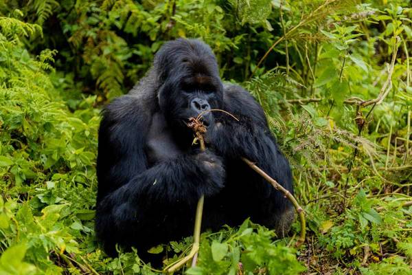 Adventure activity on the gorilla trek