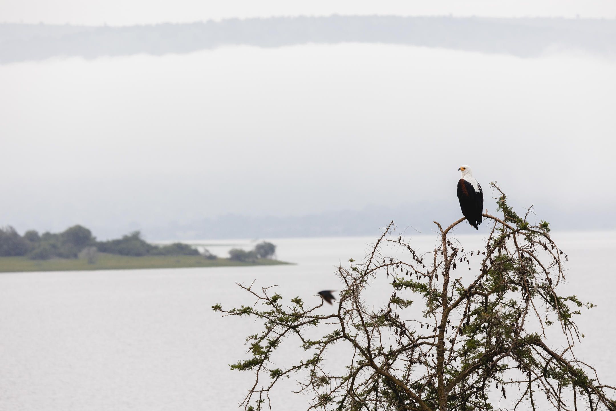Bird of prey in tree overlooking Lake