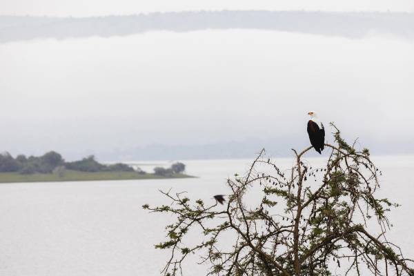 Bird of prey in tree overlooking Lake
