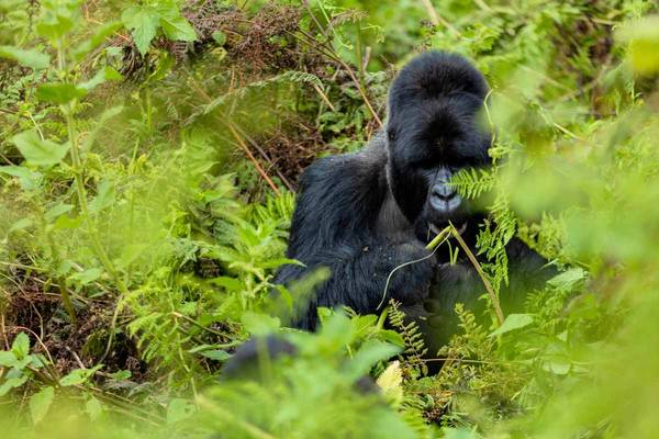 Wildlife encounter in the Virunga Mountains