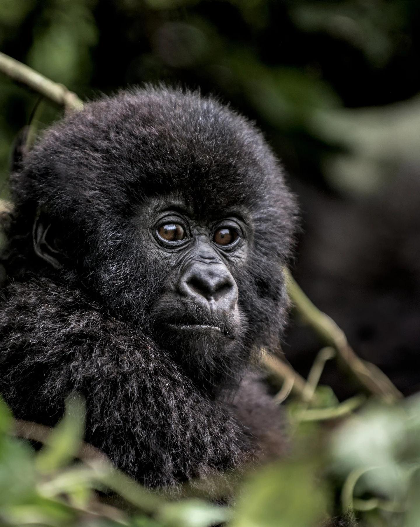 Close up of young gorillas face