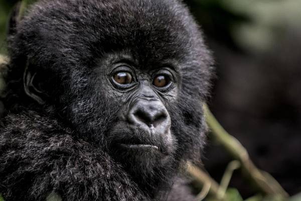 Close up of young gorillas face