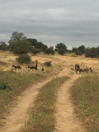 Dirt road with wild dogs crossing