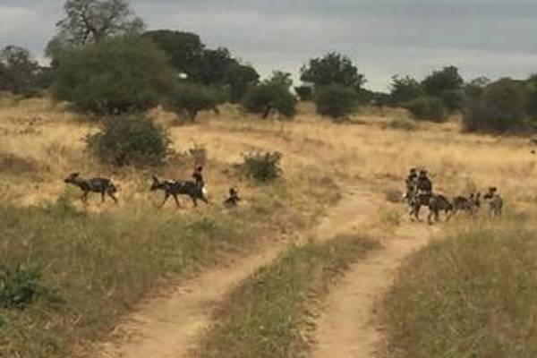 Dirt road with wild dogs crossing