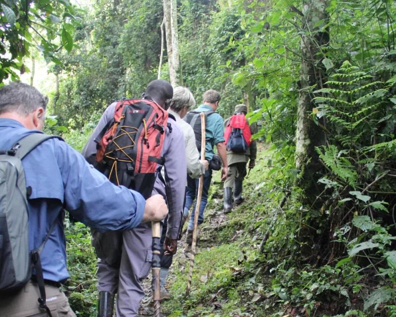 Row of hikers with walking sticks walking up a forest path