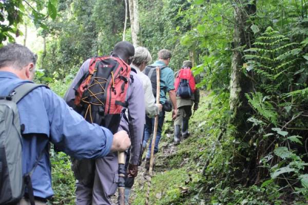 Row of hikers with walking sticks walking up a forest path
