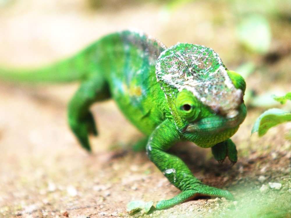 Madagascar chameleon