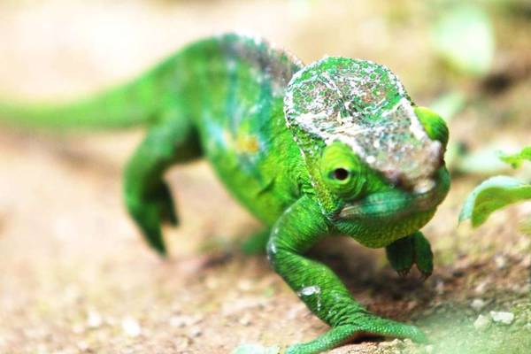 Madagascar chameleon