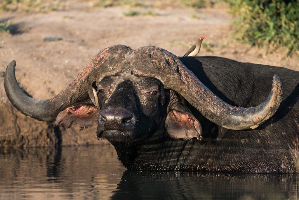African buffalo submerged in water