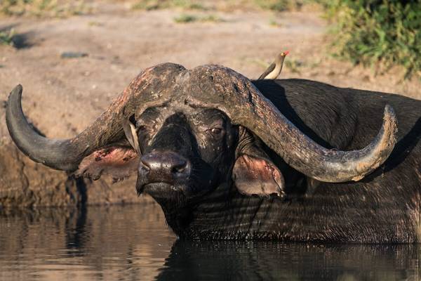 African buffalo submerged in water
