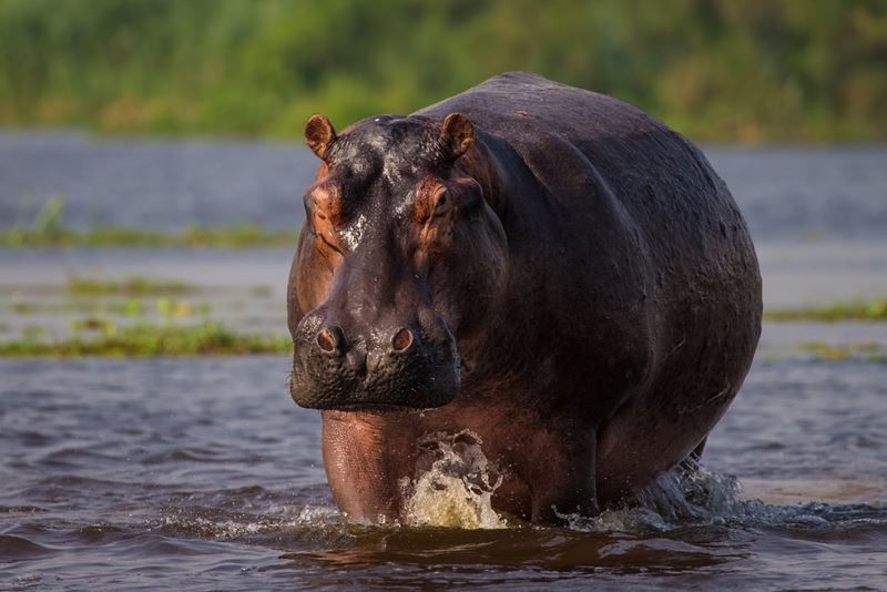 Hippo walking through waist deep water