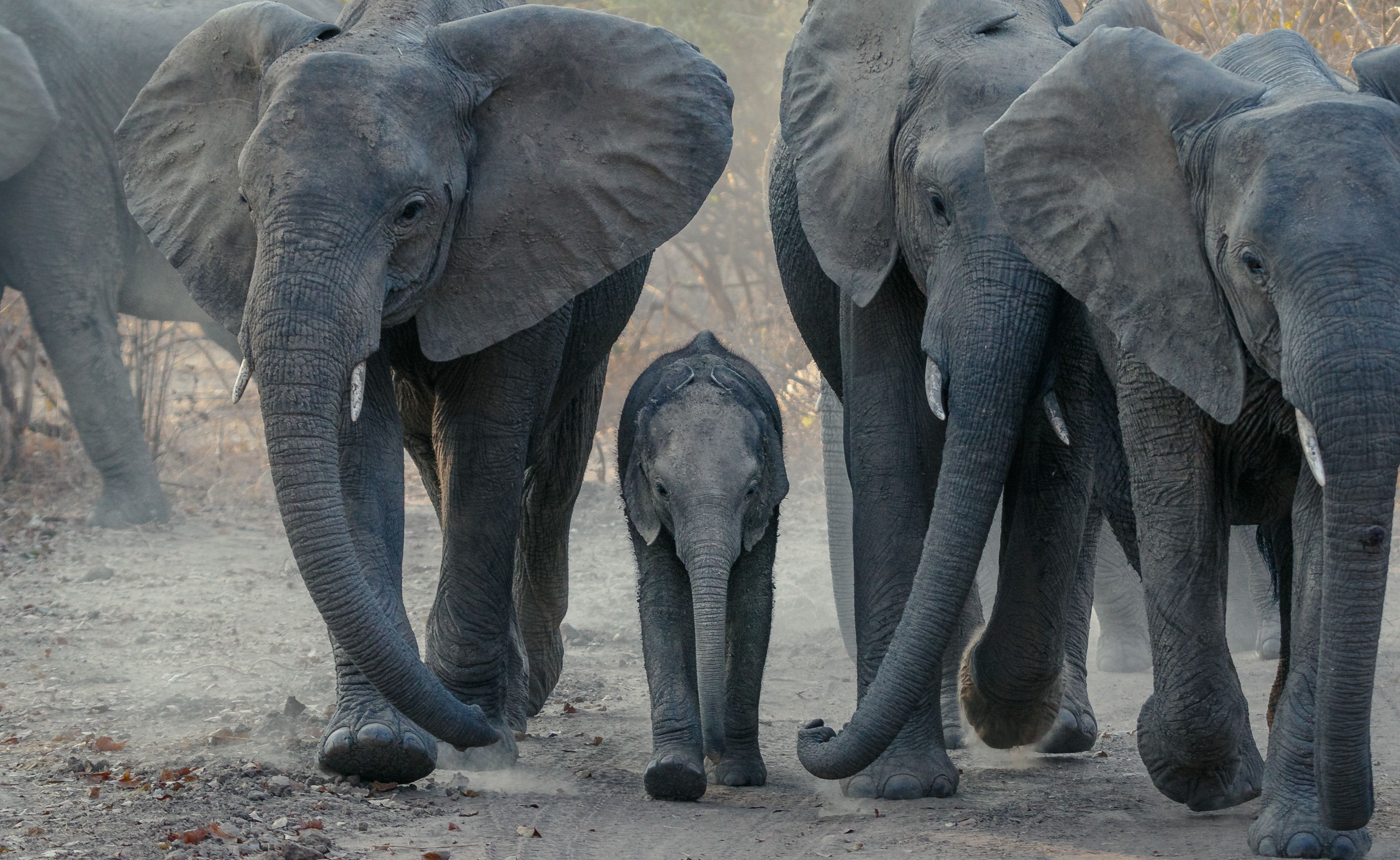 A family of elephants in the Zambian Wilderness