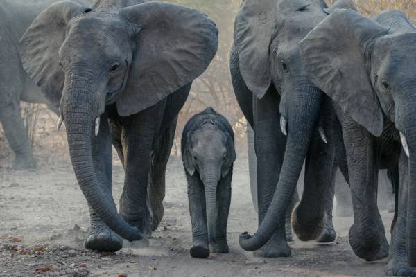 A family of elephants in the Zambian Wilderness