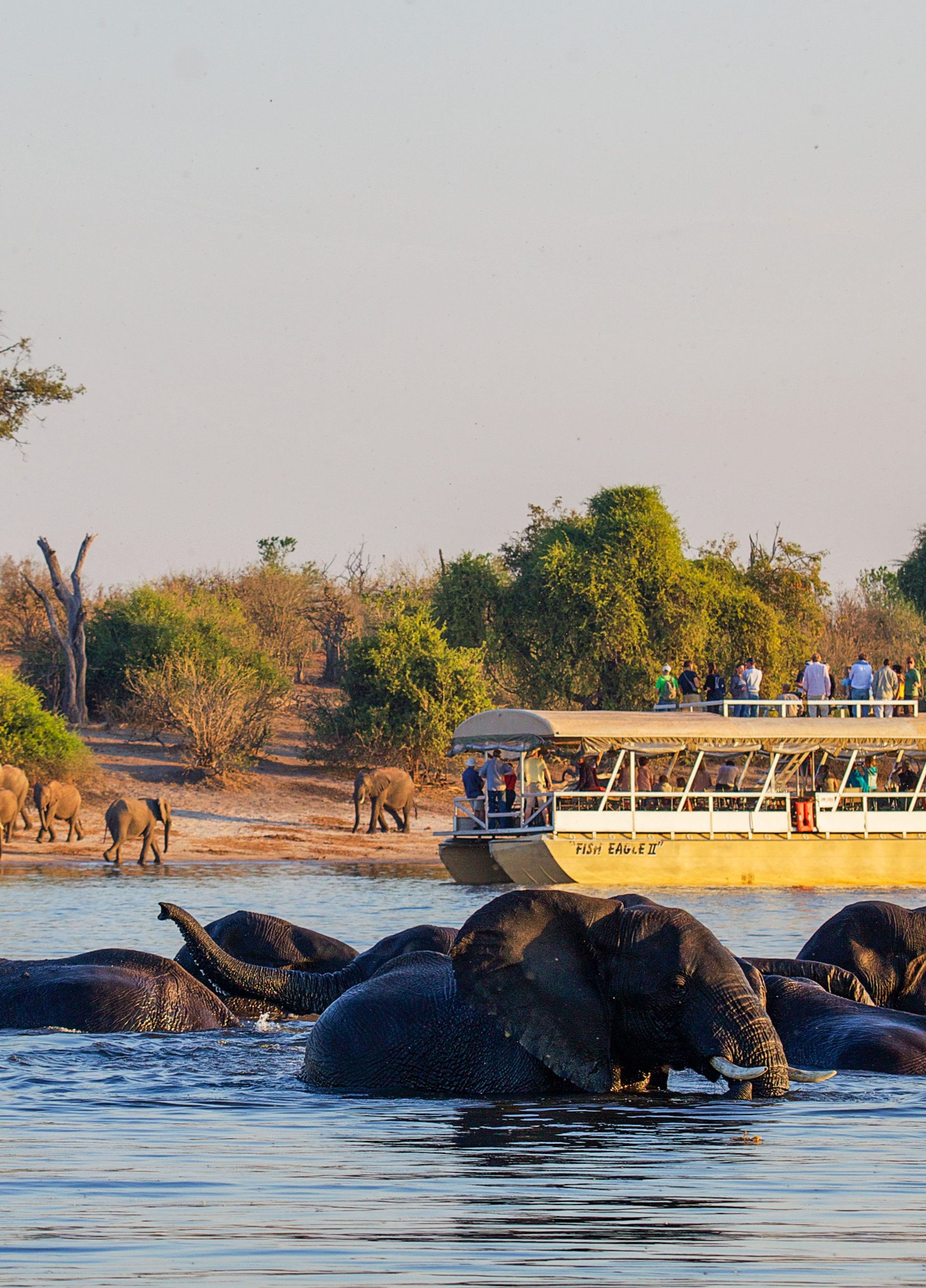 Elephants bathing in water with a river boat in the background