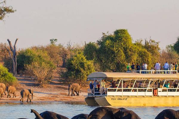 Elephants bathing in water with a river boat in the background