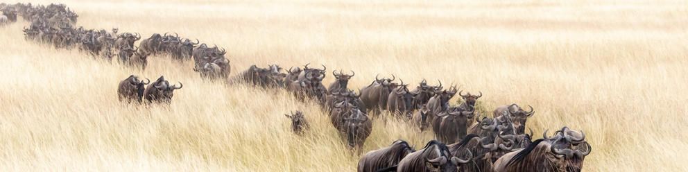 Ngorongoro Highlands & Serengeti: 11 Night Spectacular Walking Safari