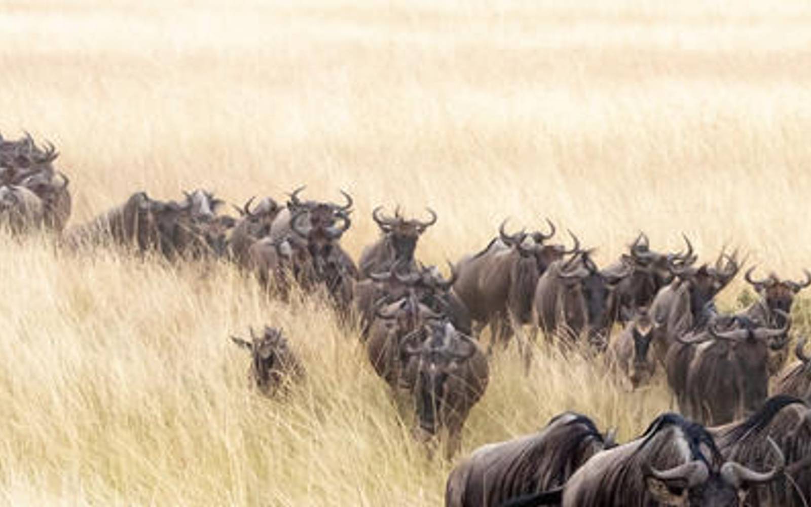 Ngorongoro Highlands & Serengeti: 11 Night Spectacular Walking Safari