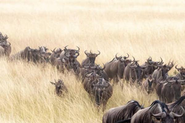 Herd of buffalo walking in a row through tall grass