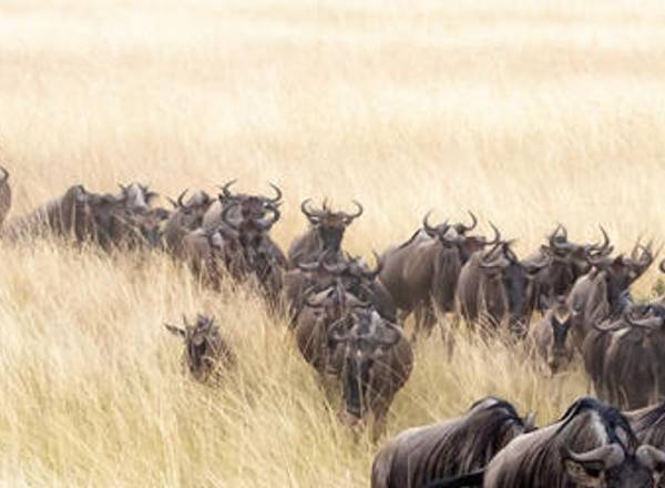 Herd of buffalo walking in a row through tall grass