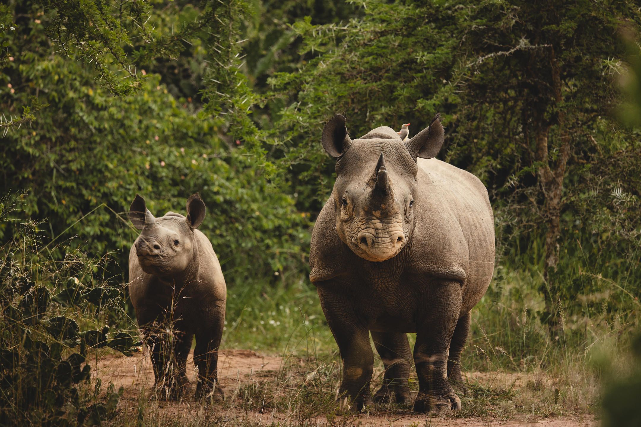 An adult and a young rhino
