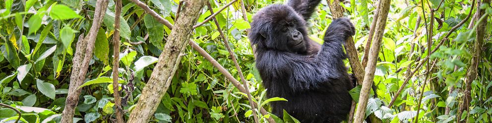 Gorilla in forest