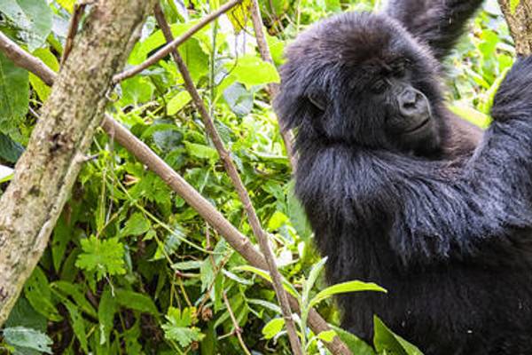 Gorilla in forest