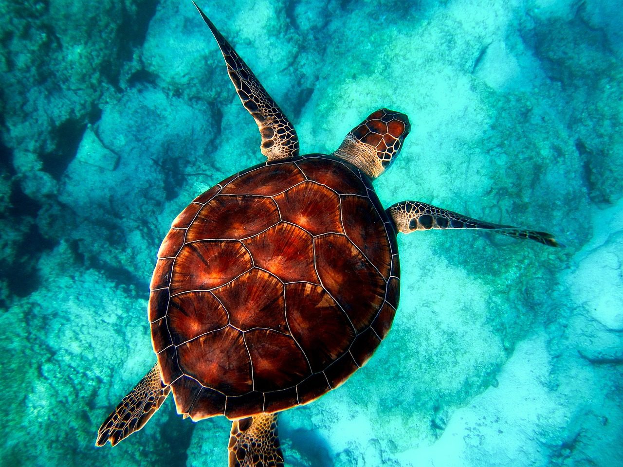 A sea turtle glides in the crystal waters of the Seychelles