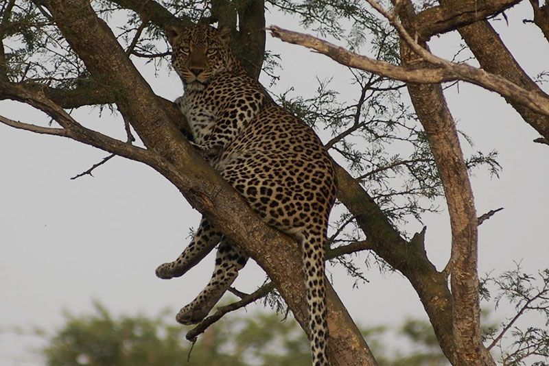 Cheetah sitting in tree