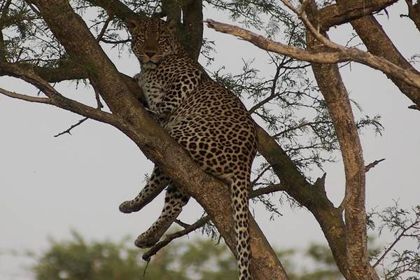 Cheetah sitting in tree