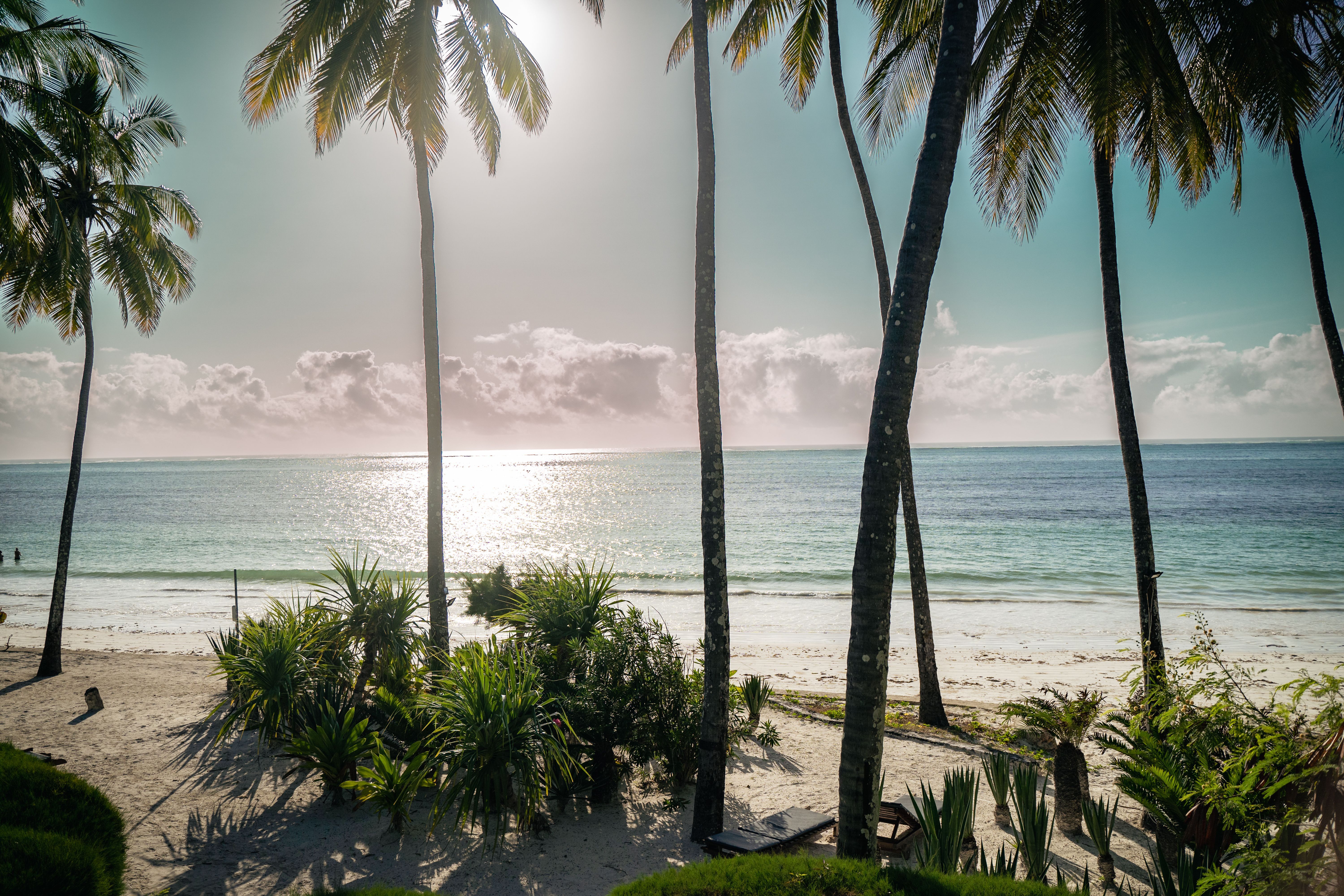 Palm tree lined beach with bright sun overhead