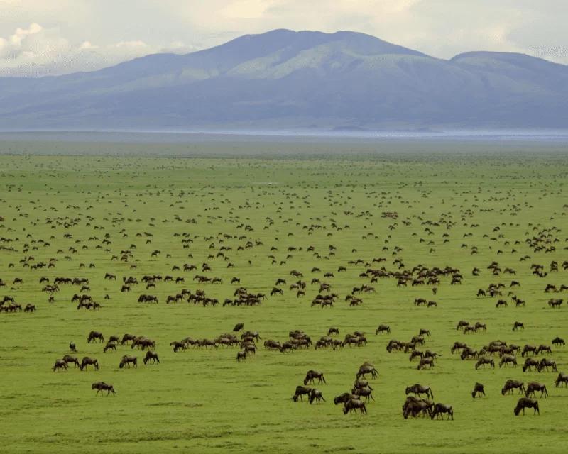 Ndutu grassland with migrating buffalo and Ngorongoro crater in the background