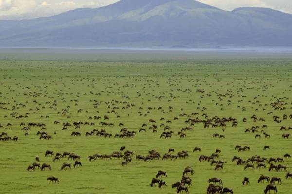Ndutu grassland with migrating buffalo and Ngorongoro crater in the background