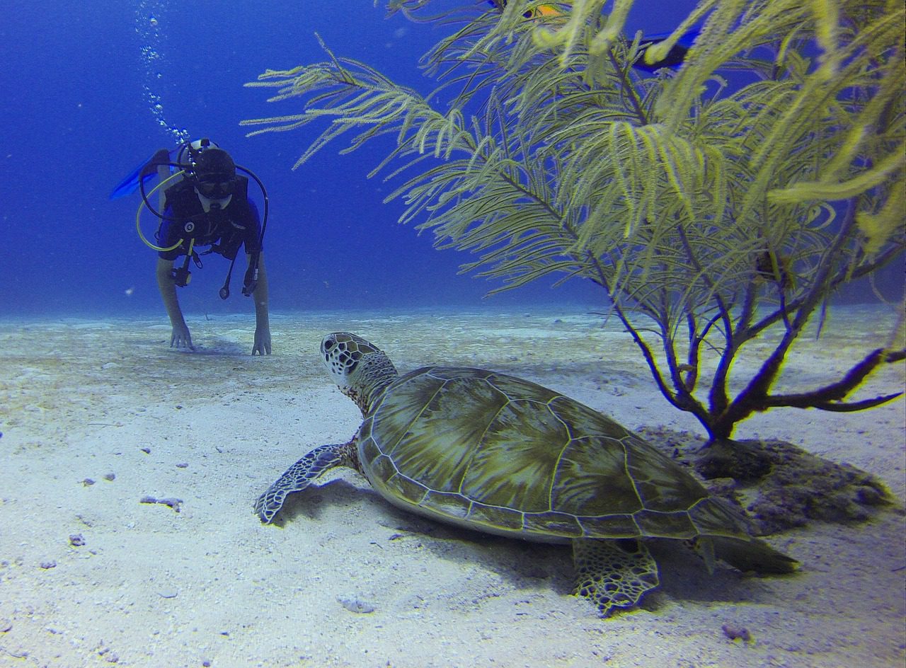 A diver in Seychelles observes a curious turtle peaking from a strand of seaweed
