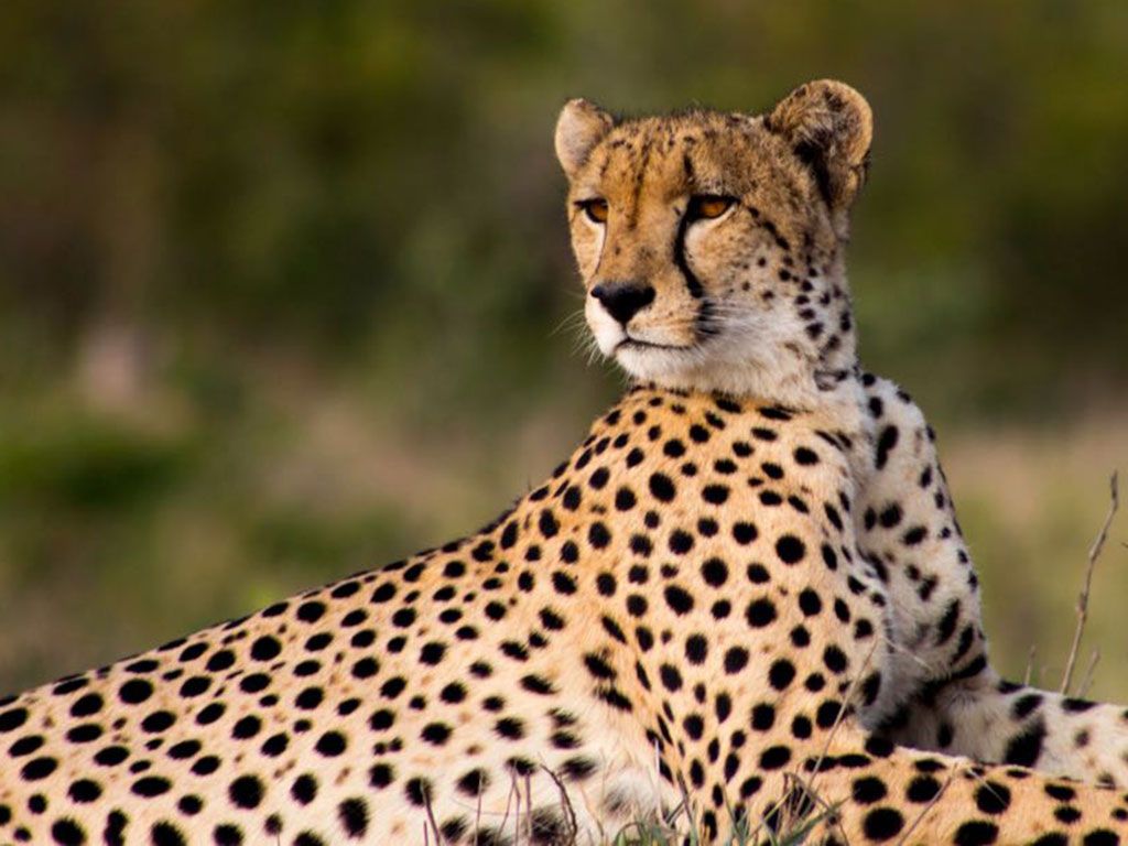 Cheetah sitting on the ground looking stage left