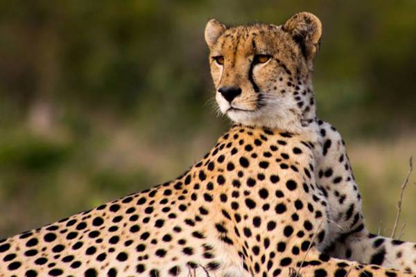 Cheetah sitting on the ground looking stage left