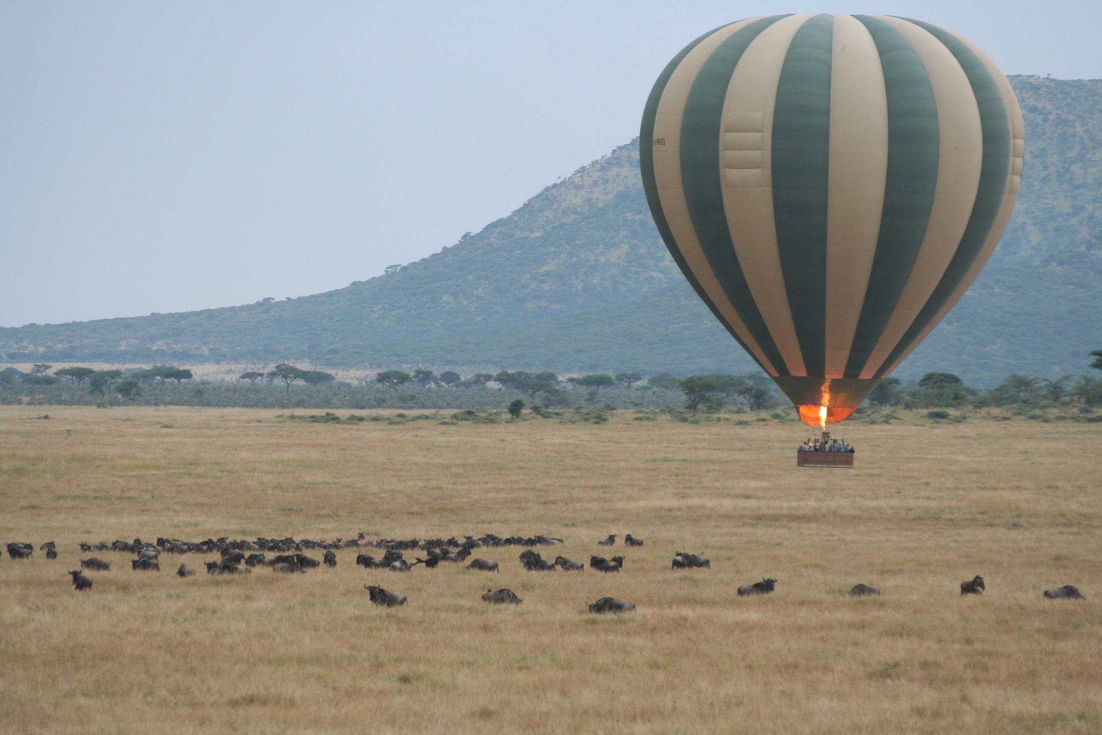 Hot air balloon floating over buffalo in grassland