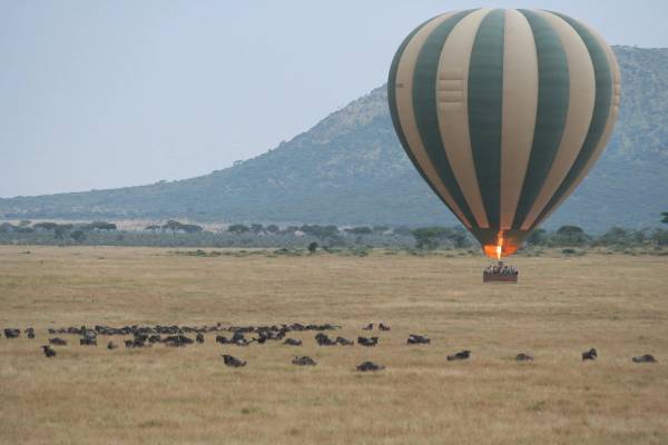 Hot air balloon floating over buffalo in grassland